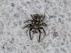 Pseudeuophrys obsoleta