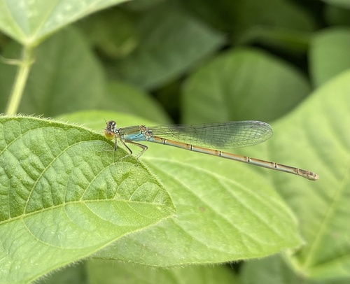 Eastern Lilysquatter