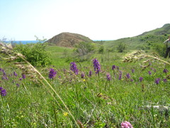 Anacamptis morio caucasica