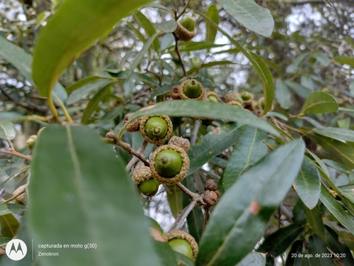 mexican oak