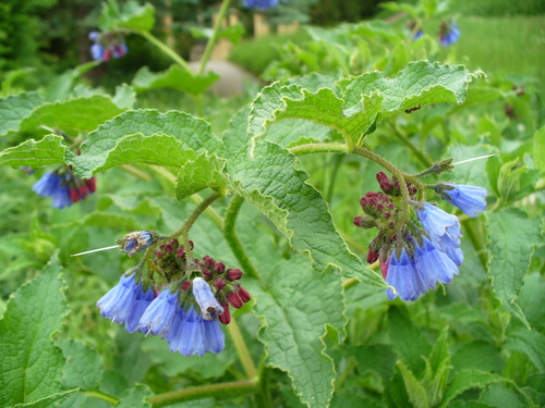 Rough Comfrey