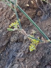 Anethum foeniculum image