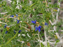 Psorothamnus arborescens