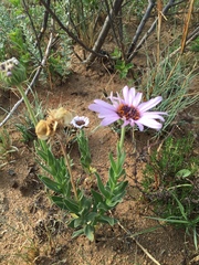 Dimorphotheca spectabilis