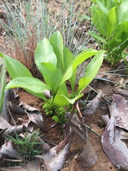 Pygmaeothamnus zeyheri