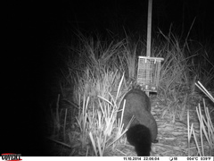 Trichosurus cunninghami