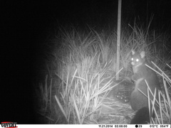 Trichosurus cunninghami