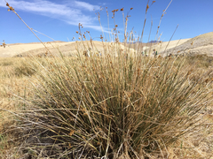 Juncus cooperi