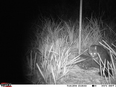 Trichosurus cunninghami