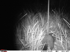 Trichosurus cunninghami