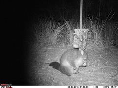 Trichosurus cunninghami