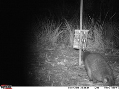 Trichosurus cunninghami