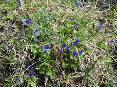 Veronica grandiflora