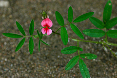 Indigofera holubii image