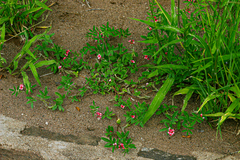 Indigofera holubii image