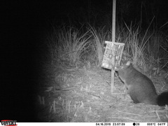 Trichosurus cunninghami