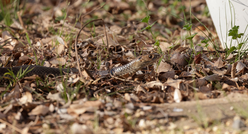 Eastern Brown Snake sighting