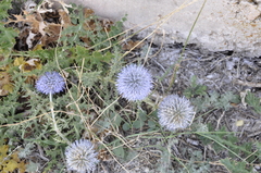 Echinops ritro ruthenicus