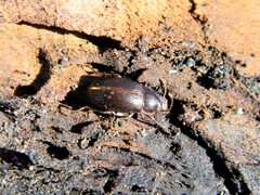 Nalassus dermestoides