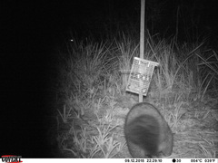 Trichosurus cunninghami