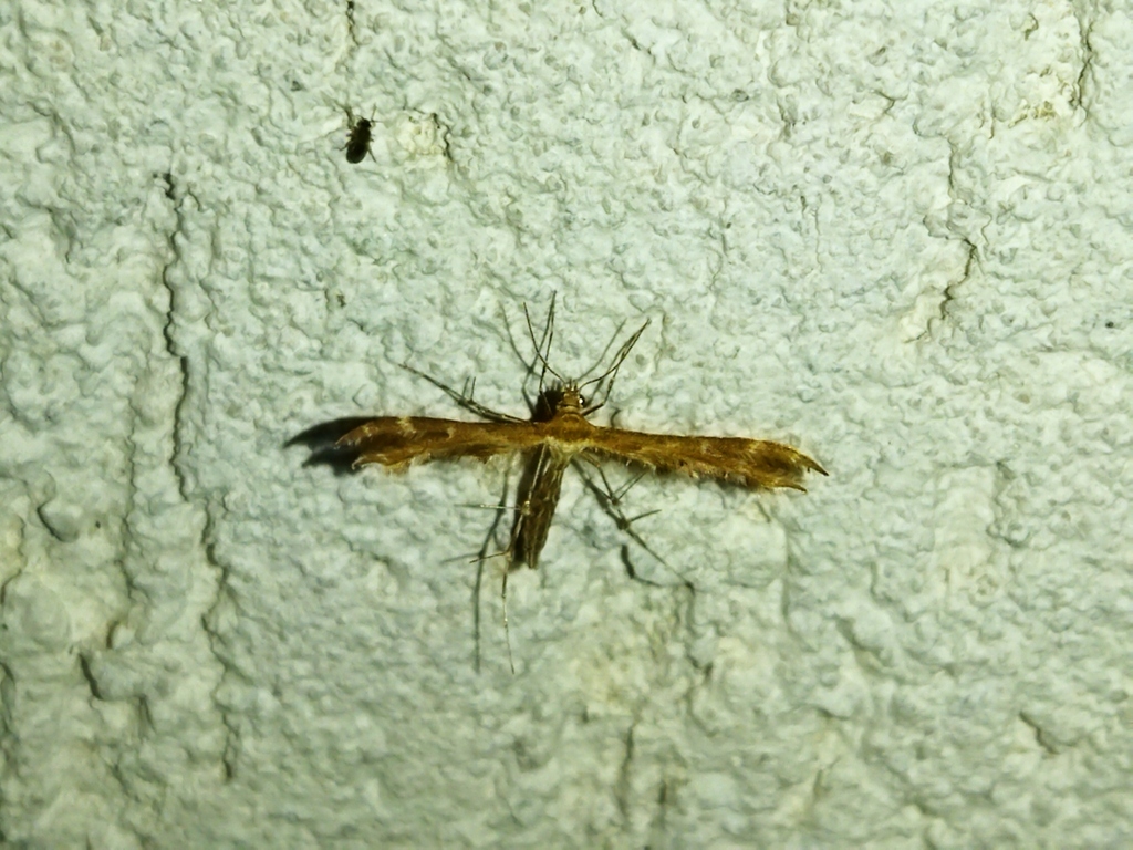 Breckland Plume Moth