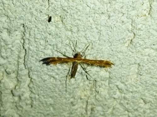 Breckland Plume Moth