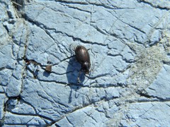 Nalassus dermestoides