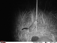 Trichosurus cunninghami