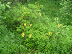 Rhododendron luteum