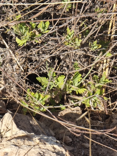 Lavandula image