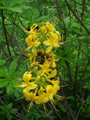 Rhododendron luteum