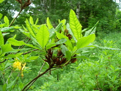 Rhododendron luteum