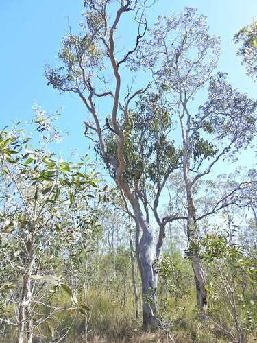 Image of Eucalyptus bancroftii by (c) Scott W. Gavins, some rights reserved (CC BY)