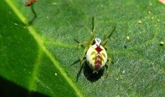 Nigma puella