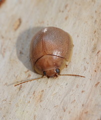 Paropsisterna crocata