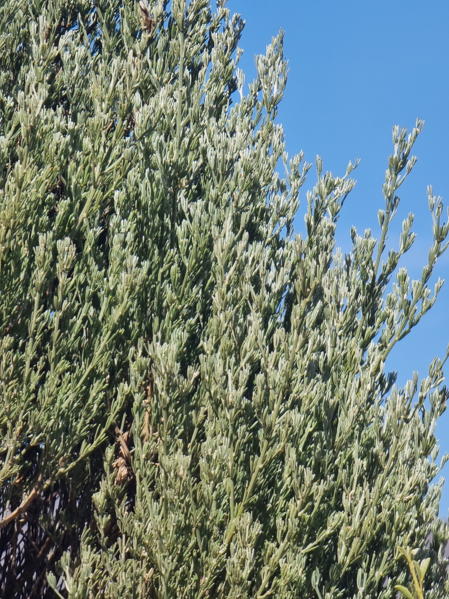 Cytisus rosmarinifolius