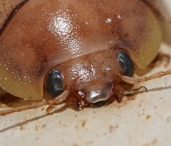 Paropsisterna crocata