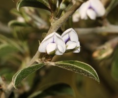 Psoralea spissa