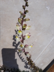 Antirrhinum siculum