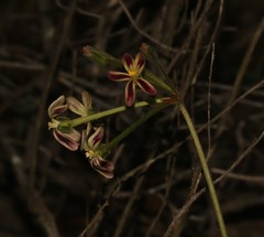 Pelargonium anethifolium