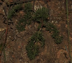 Pelargonium anethifolium