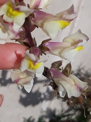 Antirrhinum siculum