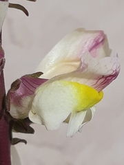 Antirrhinum siculum