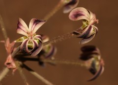 Pelargonium anethifolium