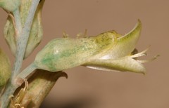 Lachenalia judithiae