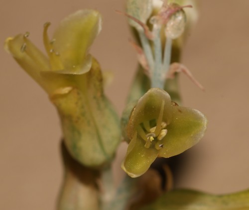 Image of Lachenalia judithiae by (c) Brian du Preez, some rights reserved (CC BY-SA)