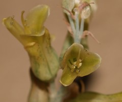 Lachenalia judithiae