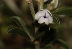 Psoralea spissa
