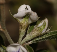 Psoralea spissa