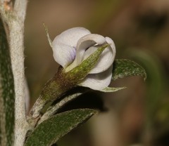 Psoralea spissa